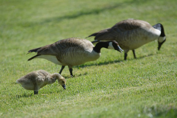 Naklejka na ściany i meble Geese and gosling walking and grazing in field