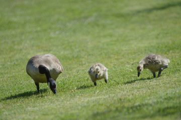 Goose and goslings grazing in field