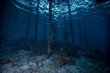 Tropical Jetty Underwater