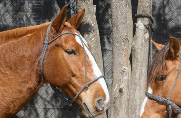 beautiful domestic horses in the Argentine countryside