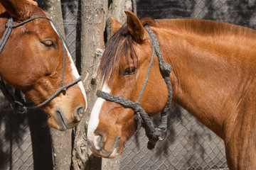 beautiful domestic horses in the Argentine countryside