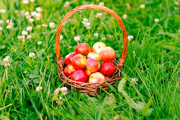Ripe apples in a basket on the grass