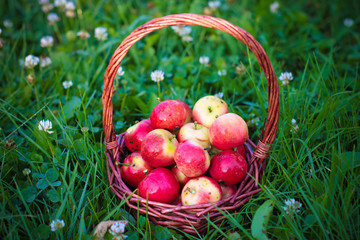 Ripe apples in a basket on the grass