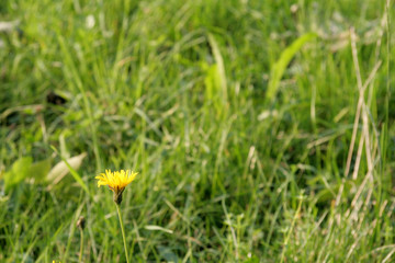 Grass flower with blur background