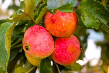 Ripe apples on a tree branch