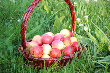 Ripe apples in a basket on the grass