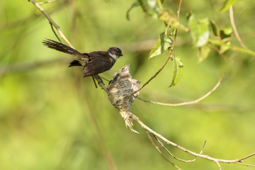 A Malaysian pied fantail with chicks in a nest.    This image taken in Kranji Marshes, Singapore..