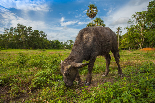 face of baby buffalo in the field while eatting grasss in the green field in the blue sky day