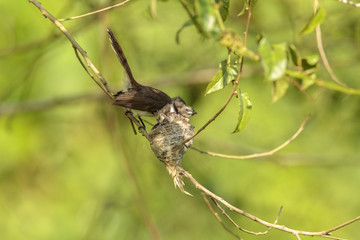 A Malaysian pied fantail with chicks in a nest.    This image taken in Kranji Marshes, Singapore..
