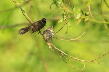 A Malaysian pied fantail with chicks in a nest.    This image taken in Kranji Marshes, Singapore..