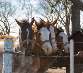 beautiful domestic horses in the Argentine countryside