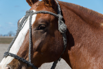 beautiful domestic horses in the Argentine countryside