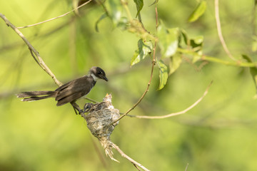A Malaysian pied fantail with chicks in a nest.    This image taken in Kranji Marshes, Singapore..