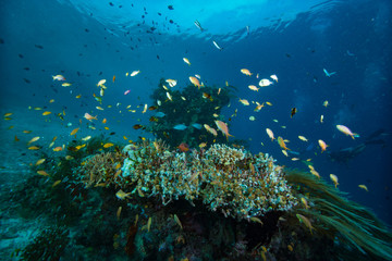 Naklejka na ściany i meble Tropical Coral Reef Underwater Landscape Damselfish
