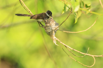 A Malaysian pied fantail with chicks in a nest.    This image taken in Kranji Marshes, Singapore..