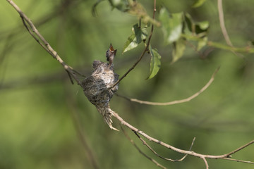 Malaysian pied fantail chicks in a nest, taken in Kranji Marshes, Singapore