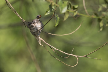 Malaysian pied fantail chicks in a nest, taken in Kranji Marshes, Singapore