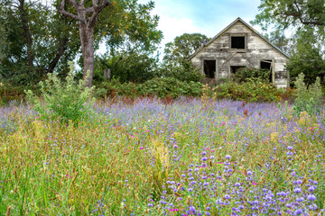 Fototapeta na wymiar Blooming field with abandoned house in landscape