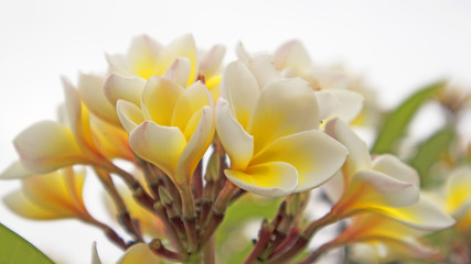 Yellow frangipani