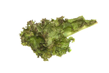 salad isolated on white background