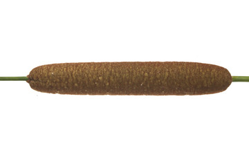 reed isolated on white background