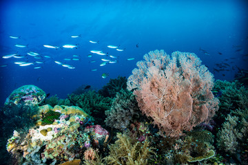 Naklejka na ściany i meble Tropical Underwater Coral Reef