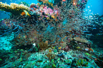 Naklejka na ściany i meble Tropical Coral Reef Underwater Landscape Glassfish