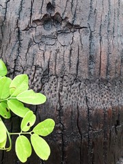 Leaves with timber,wood background 