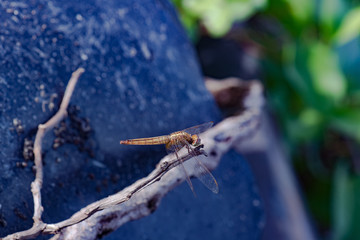 Indonesia Dragonfly