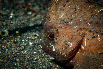 Spiny Waspfish Ablabys macracanthus