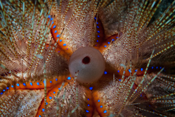 Astropyge radiata Sea Urchin
