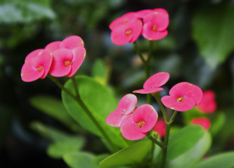 The beautiful flowers