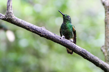 Green hummingbird sitting on branch