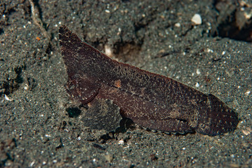 Spiny Waspfish Ablabys macracanthus