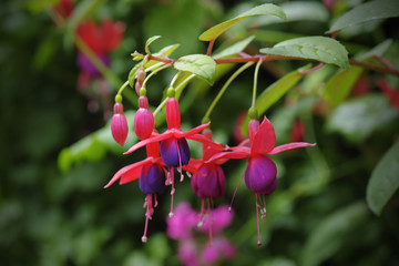 beautiful fuschia flower blooming in garden