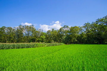 Chinese rural rice fields in summer
