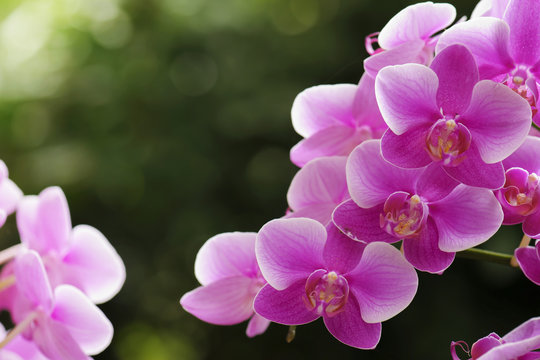 Fototapeta beautiful orchid flower blooming at rainy season