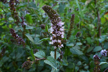 Bautiful green mint  multimenta the garden, Summer
