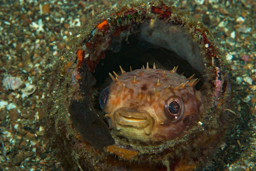Orbicular Burrfish Ciclychthys orbicularis