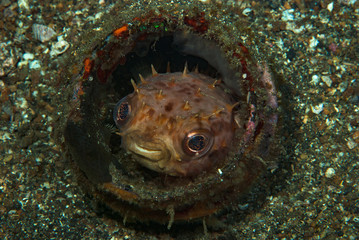 Orbicular Burrfish Ciclychthys orbicularis