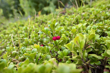 mountain berries