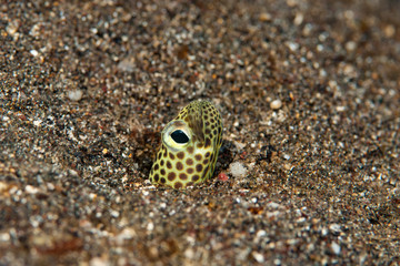 Taylor's Garden Eel Heteroconger taylori