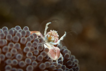 Porcelain crab Neopetrolishes oshimai