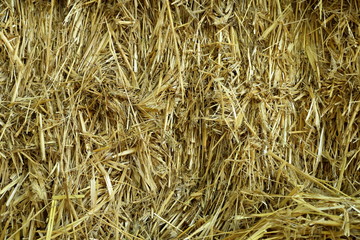 Chopped yellow straw 