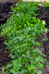 Parsley planted in rows and growing outdoors