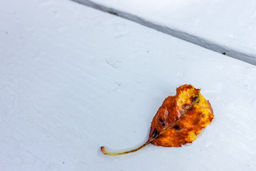 Fall Leaf
