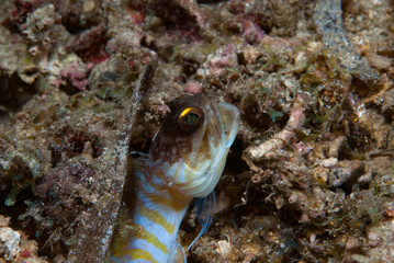 Yellowbarred jawfish Opisthognatus sp.