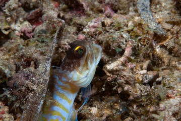 Yellowbarred Jawfish Opisthognatus sp.