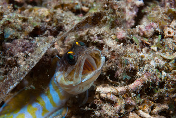Yellowbarred Jawfish Opisthognatus sp.