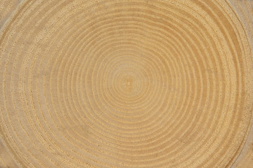 Tree rings background


